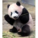 Peachy Panda Playz