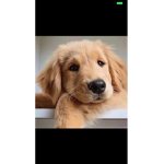 Love animals and pets