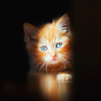 Симба младший котик