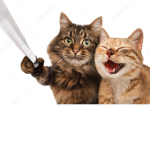 army of the cats