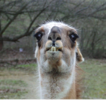 The Llama people