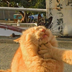 베리클