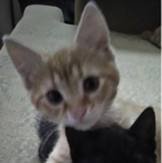 Cutie Kittns<3