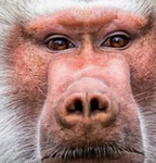 Brave baboons