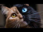 TheCatSquadIsTheBestEver