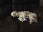 Gamer dog