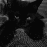 ‘kittie