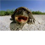 Turtle Love