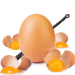 Hooded egg's