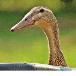 Flauschige Enten