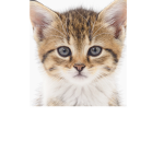 Kitty cats are cute