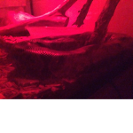 SNAKE’S ARE THE BEST WE WILL KILL THE RATS