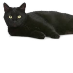 The catty cats!!