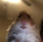 Mr hamster gang