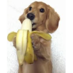 Banana Pupz
