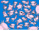Axolotl got drip