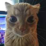 garfield cult