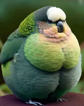 Jimmy's bird family