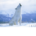 Artc wolf fan club