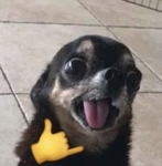 Badass Dog