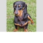 Pablo the sausage dog