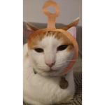 Solo para fans de gatos UwU