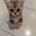 santuário dos gatos