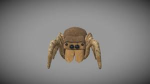 SpiderBoy Studio