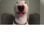 Doggos1343