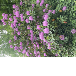 Avacodo_rose.bunny