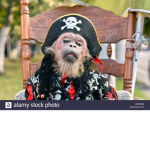 Da mankey,gorilla,banana,pirates