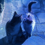 XMusic LoversX