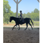 Enchanted Meadows Equestrian