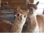 Cool twin llama