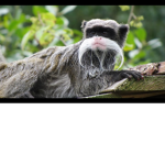 The Monkeys Forest