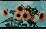 The sunflower besties