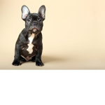 French bulldogs are epic!
