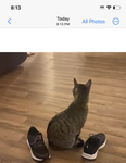 This is my cat it might not show up