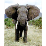 Elephant Lover Fan Club *Join if you ove elephants
