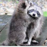 Bex the raccoon squad
