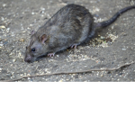 Katie's Rat Land