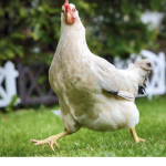 the chickens group:))