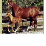 (Horse group)animal gamers