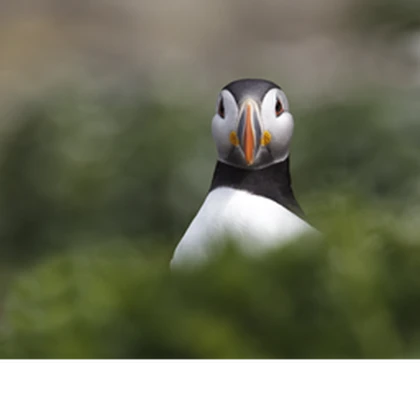 Puffin Island Roblox group icon