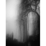 The Willows Are Weeping :)