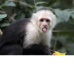 Positive Monkeys