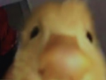 ~A duck group~