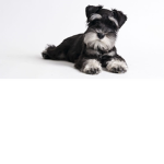 schnauzer for ever