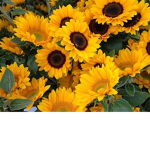 The SunFlowers'Squad