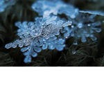 Flqrl Flakes